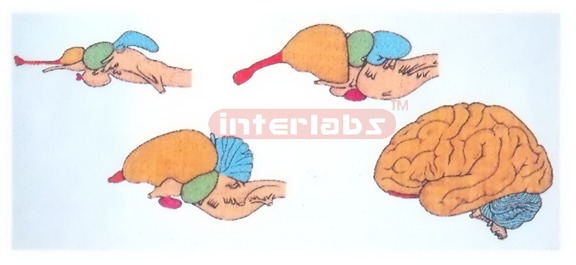 HANGING COMPARING VERTEBRATE BRAINS